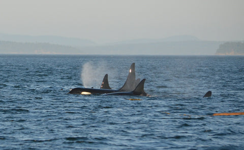 Orca Killer Whale Pod