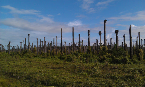 palm oil trees cut down