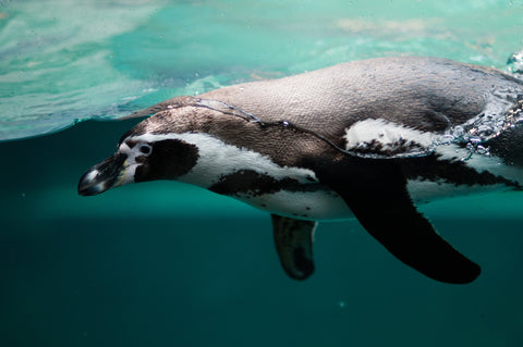 penguin swimming countershading