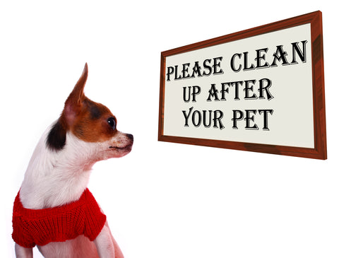 clean up after pet