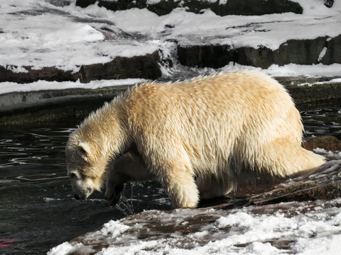 polar bear hunting