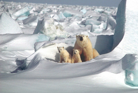 polar bear mom and babies den