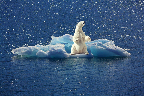 polar bear on melted ice cap