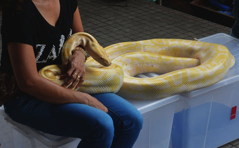 pet snake python