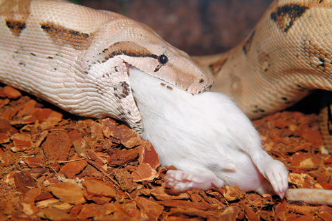 snake eating rat