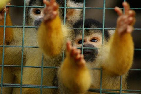 squirrel monkeys in cages