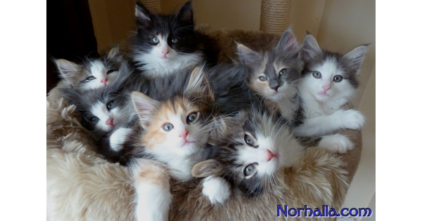 Kittens for Brides - Norhalla.com