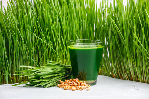 synergy natural wheat grass