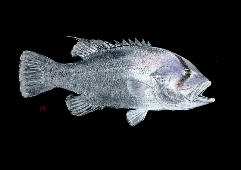 LIMITED EDITION - West Australian Dhufish Sealed Canvas 1/10