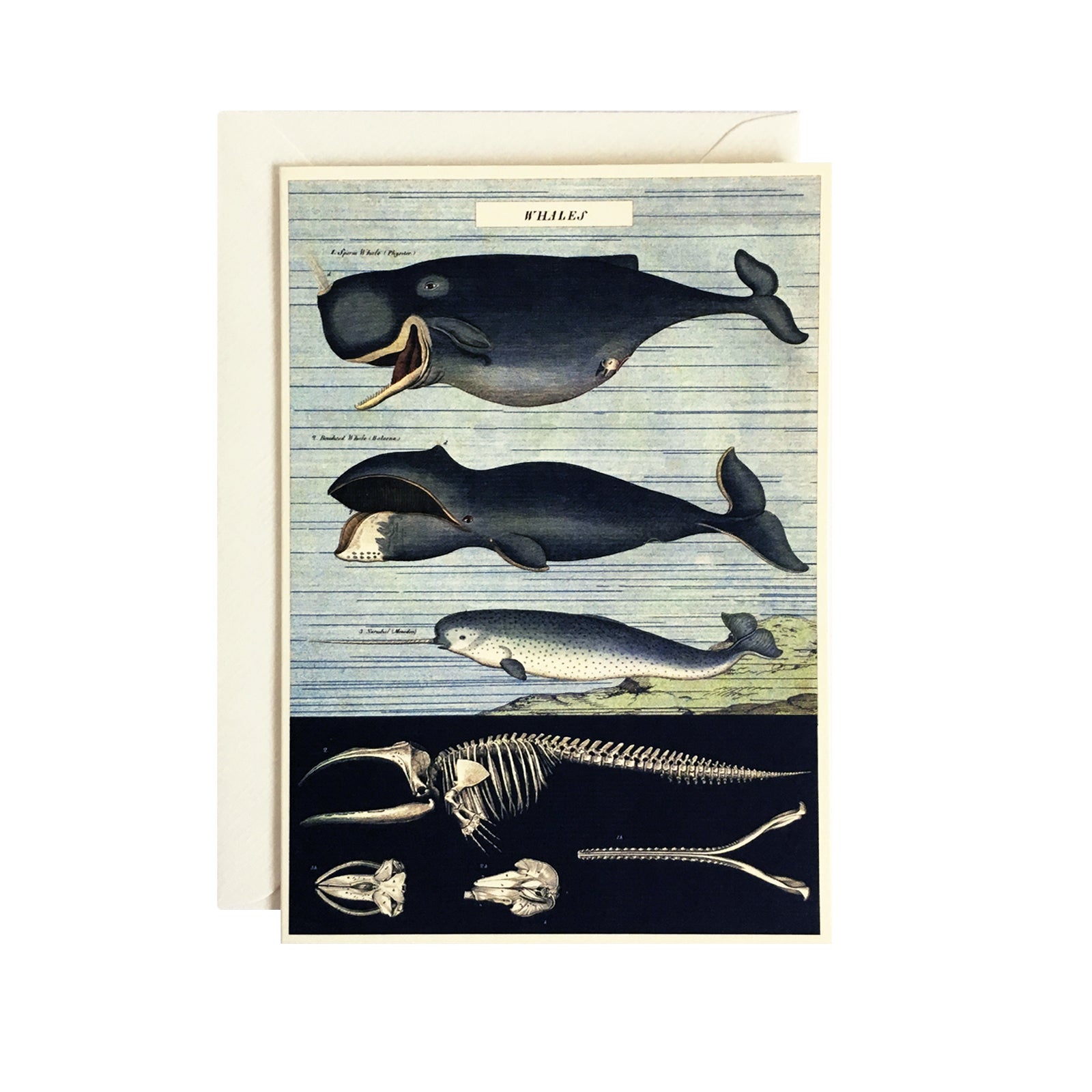 Whale Chart