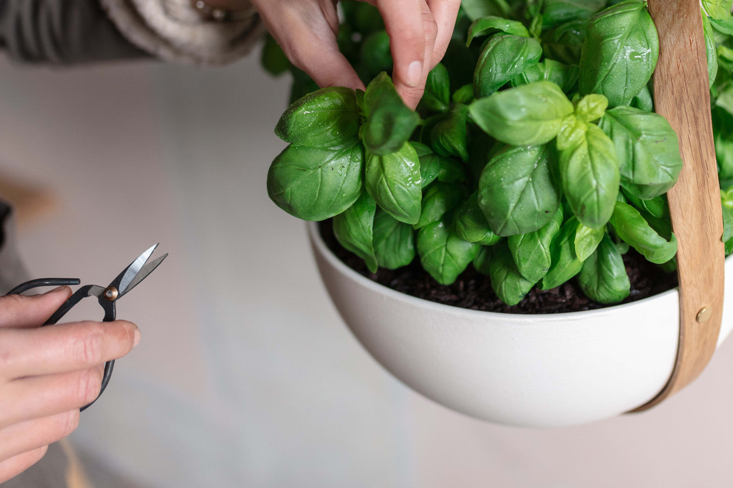 Morvah Planter filled with basil