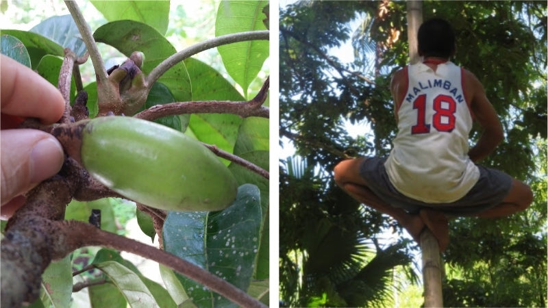 Pili Hunters pili nut harvesters must scale trees to harvest wild pili nut drupes, which are the fruits that contain pili nuts