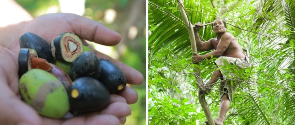 Wild grown pili nuts from Pili Hunters
