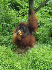Orang-outan Bornéo