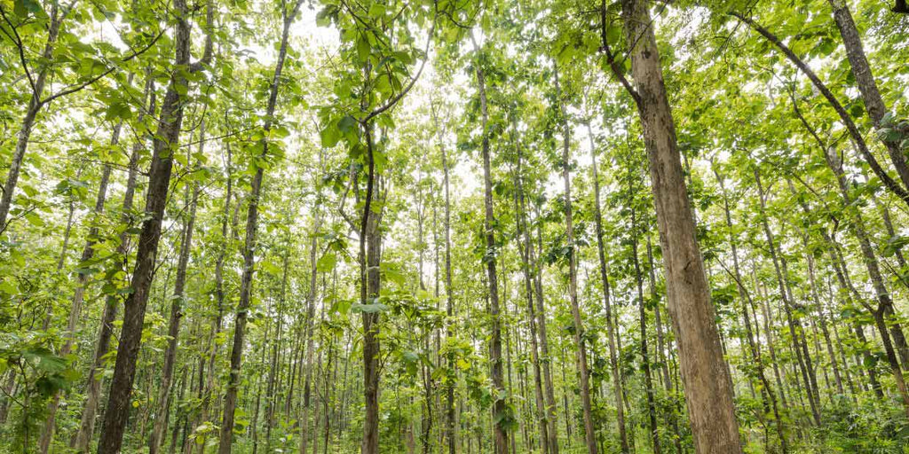 Indonesian teak forest