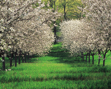 Tart Cherry Blossoms - Traverse Bay Farms