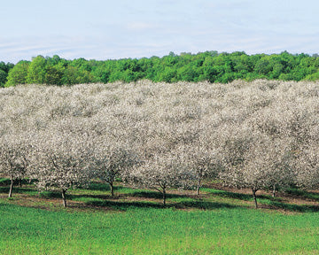 Tart Cherry Blossoms - Traverse Bay Farms