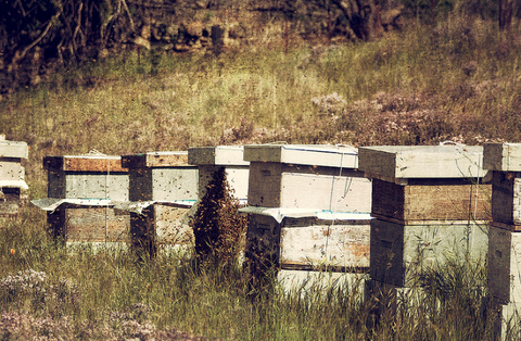 Bees in the cherry orchard