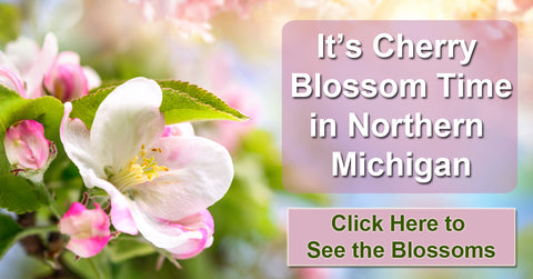 Cherry Blossoms in Northern Michigan