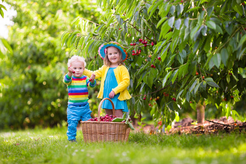 U-Pick Cherries in Traverse City, Michigan