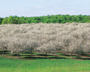 Cherry Orchard