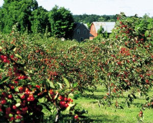 Tart Cherry Juice