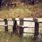 Bee Hives