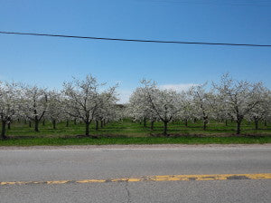 Cherry Blossoms Photos