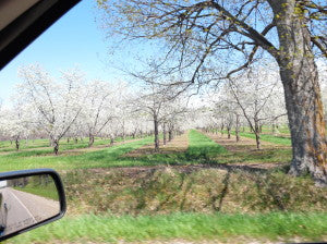 Michigan Cherry Blossoms