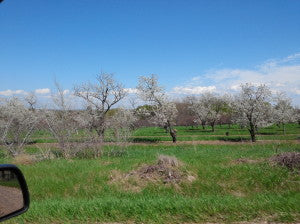 Michigan Cherry Orchard Photos