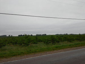 Michigan U-Pick Cherry Orchards