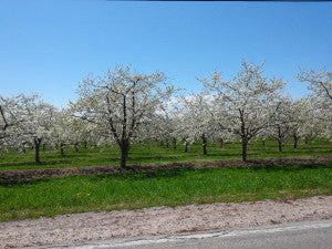 Tart Cherry Trees