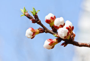 Branch with pink cherry buds in spring