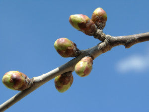 cherry buds