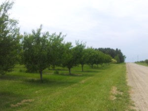 U Pick Cherry Orchard - Traverse Bay Farms