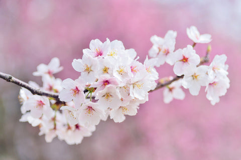 National Cherry Month - Cherry Blossoms