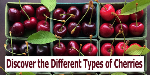 Discover the different types of cherries