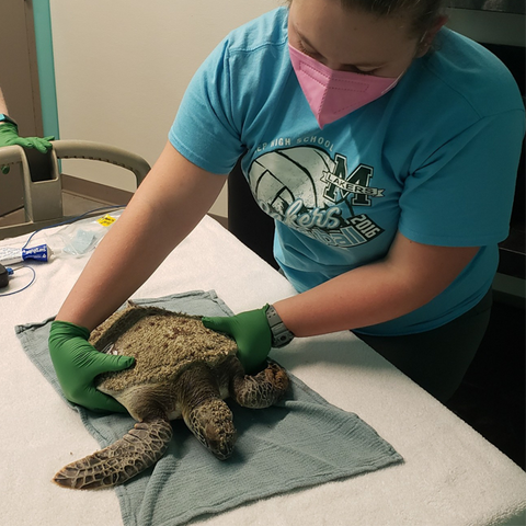 Sea Turtle Hospital