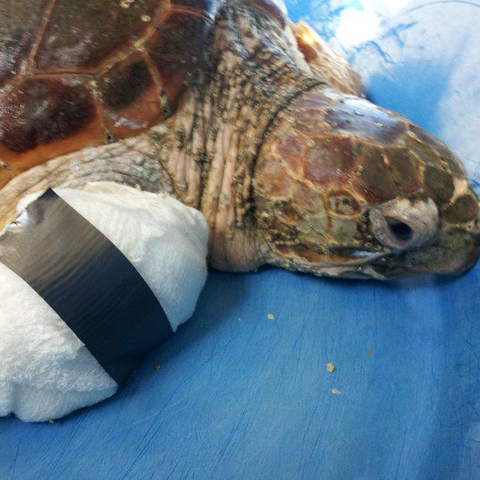 Sea Turtle Hospital