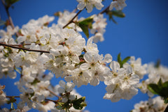 Apple blossoms in spring