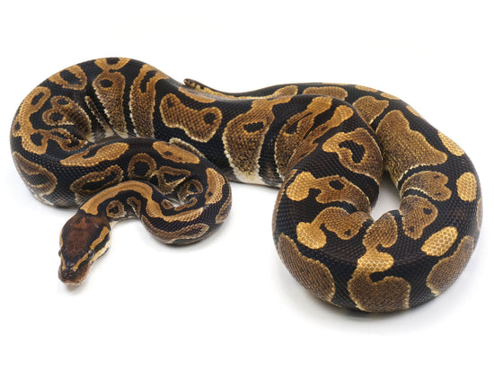 Boas For Sale  Shop NERD Boas and Boa Morphs – New England Reptile - NERD