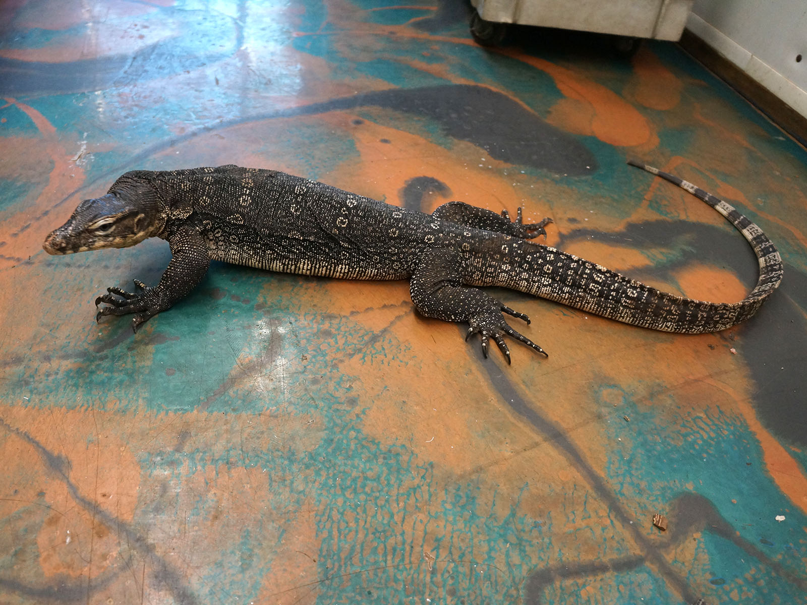 Breeder Male Normal Asian Water Monitor - "Bashar"