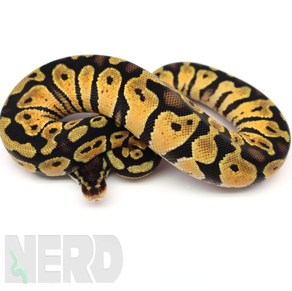 Ball Python FAQs and Care Sheet