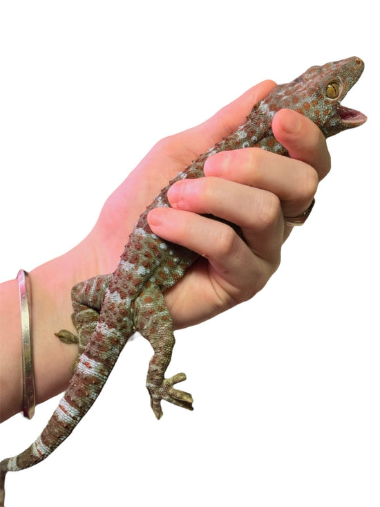 Bearded Dragons, Geckos, Skinks, Uromastyx and Other Lizards - Zoo  Creatures Exotic Pets and Pet Supplies NH