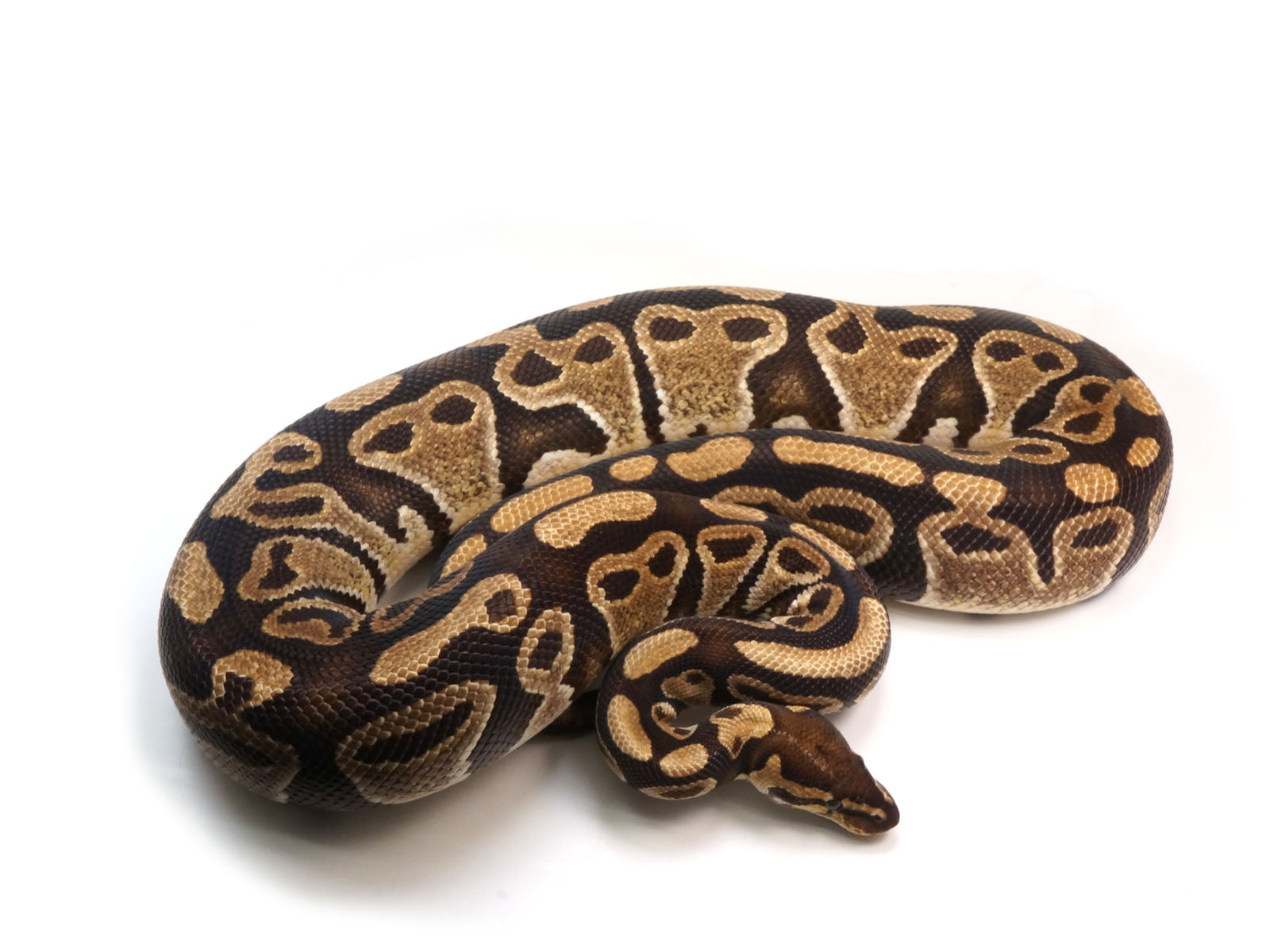 Breeder Male Triple Heterozygous Ultramel Het Axanthic Het Clown Ball Python