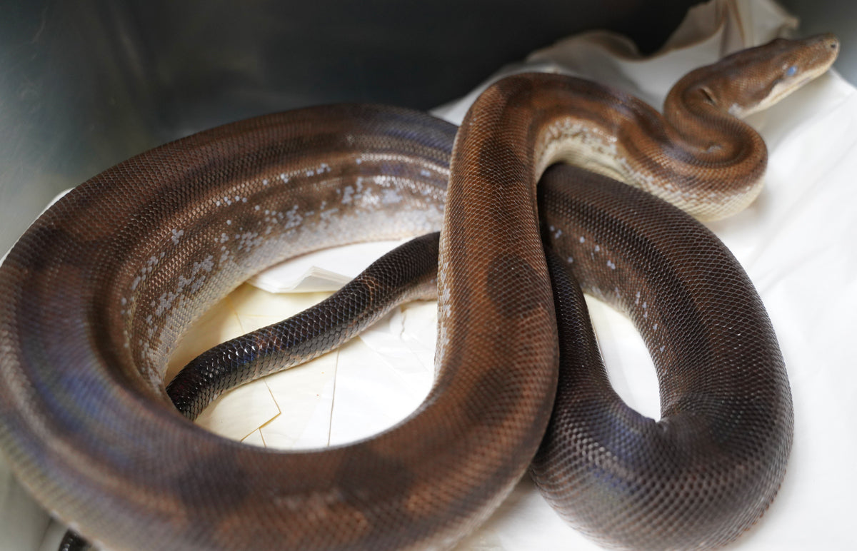 CALICO Male Fire Motley Het Anerythristic Possible Het Kahl Albino Boa Constrictor.