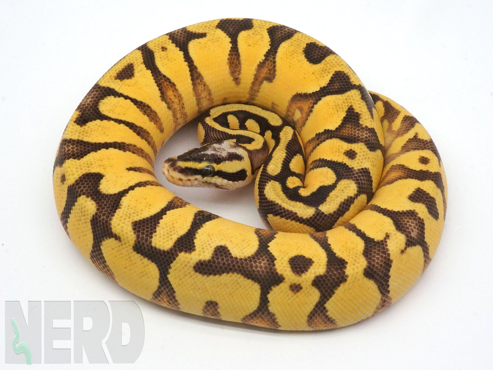 2019 Female Pastel Enchi Orange Dream Yellowbelly Bald Ball Python New England Reptile Nerd 9780