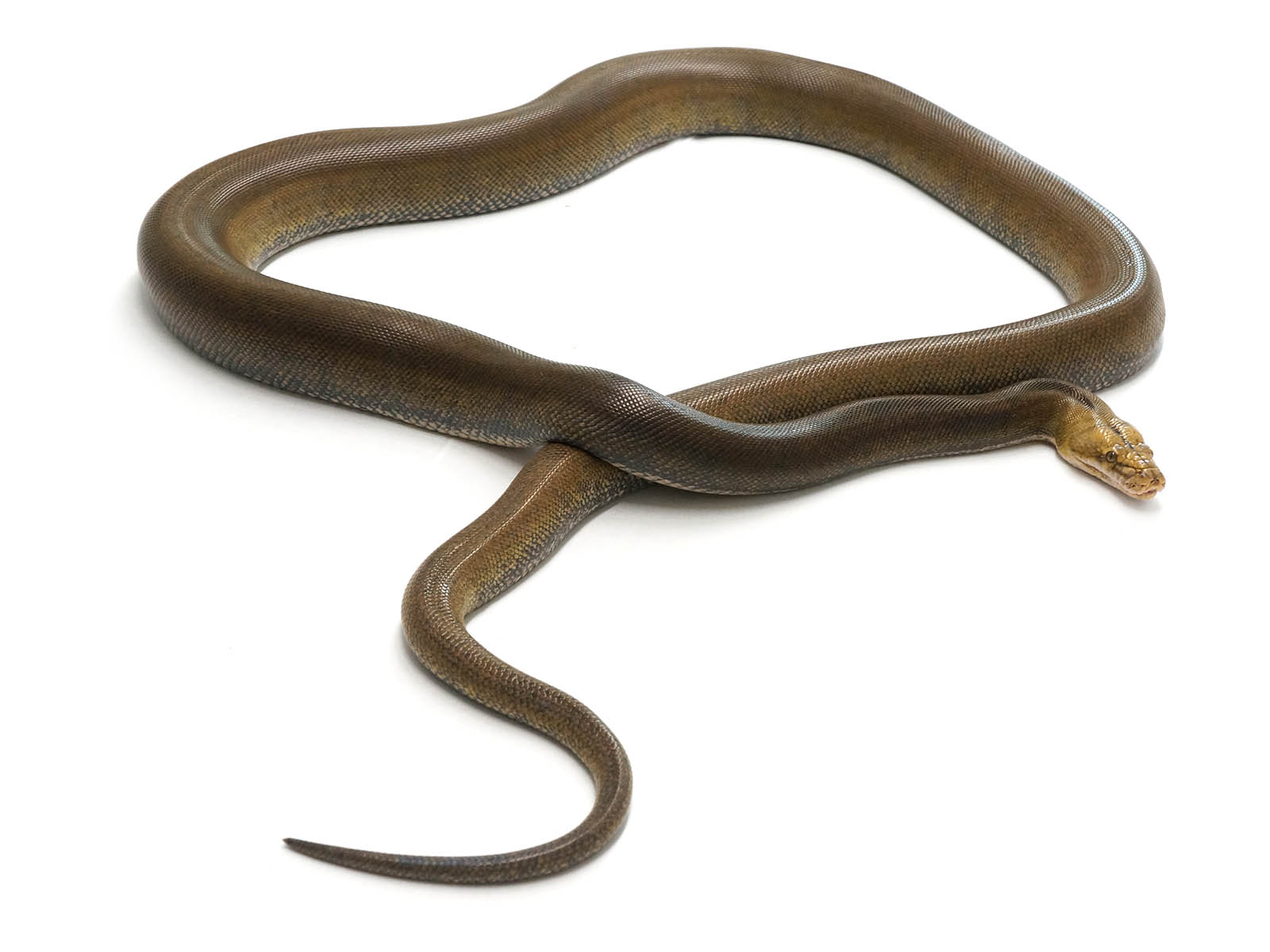 2018 Breeder Male Golden Child Orange Ghost Stripe Reticulated Python- SALE!