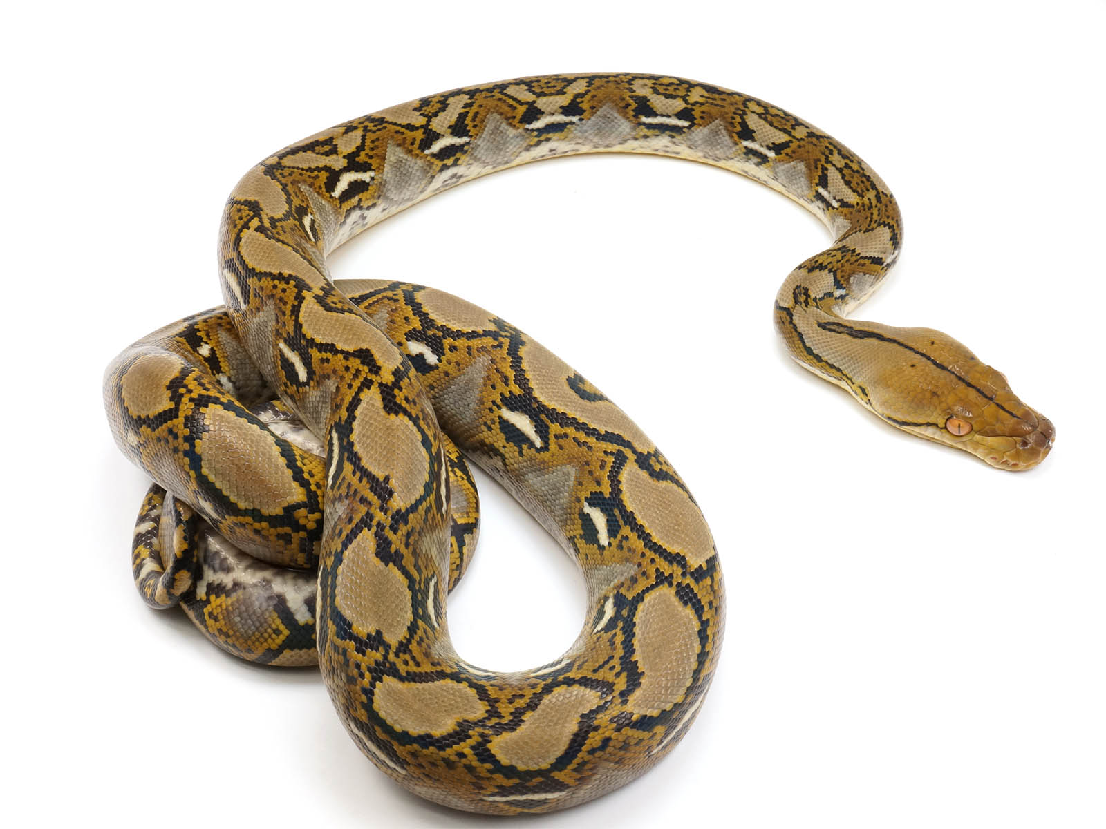 2021 Female 100% Het Ocelot 66% Het Caramel Reticulated Python - SALE!