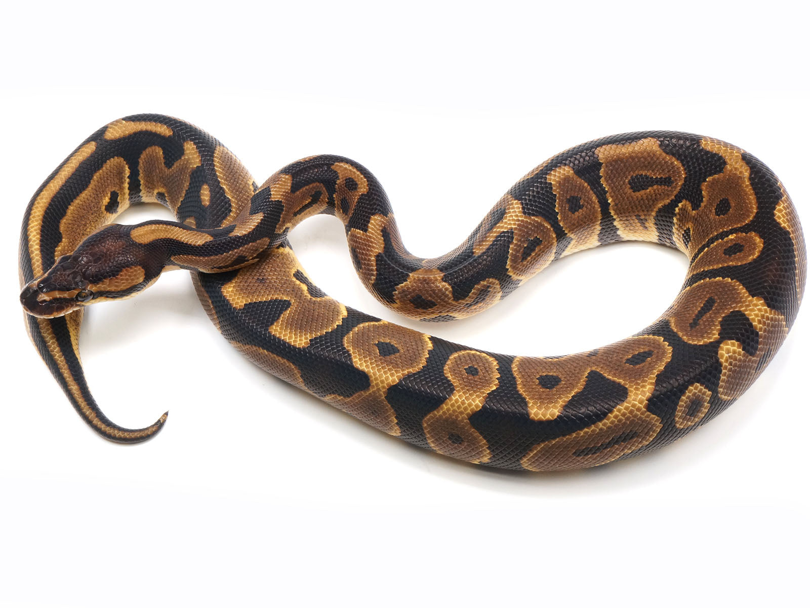 2021 Female Confusion Ball Python New England Reptile Nerd 6857